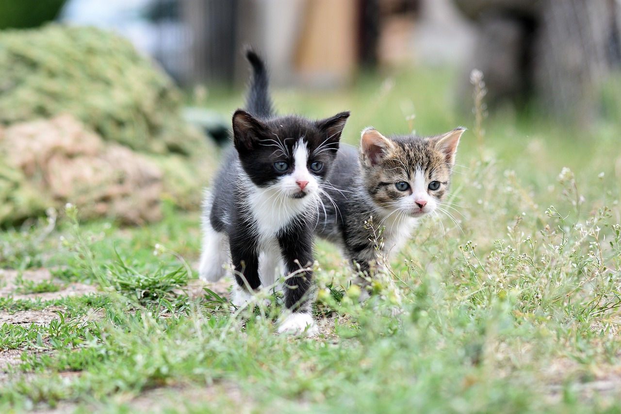 Katzenhoroskop: Wie die Sterne das Wesen deiner Katze prägen!